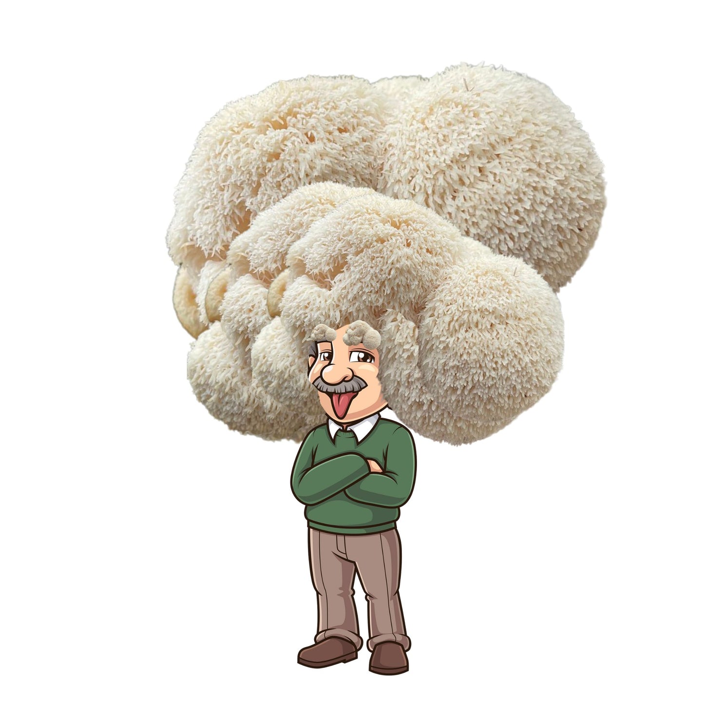 Albert Fungeinstein is an at home lion's mane mushroom grow kit from Fungi Friends. You can grow out his hair and cook it after!