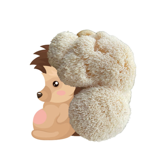 The Bearded Hedgehog is an at home lion's mane mushroom grow kit from Fungi Friends. You can grow out his hair and cook it after!
