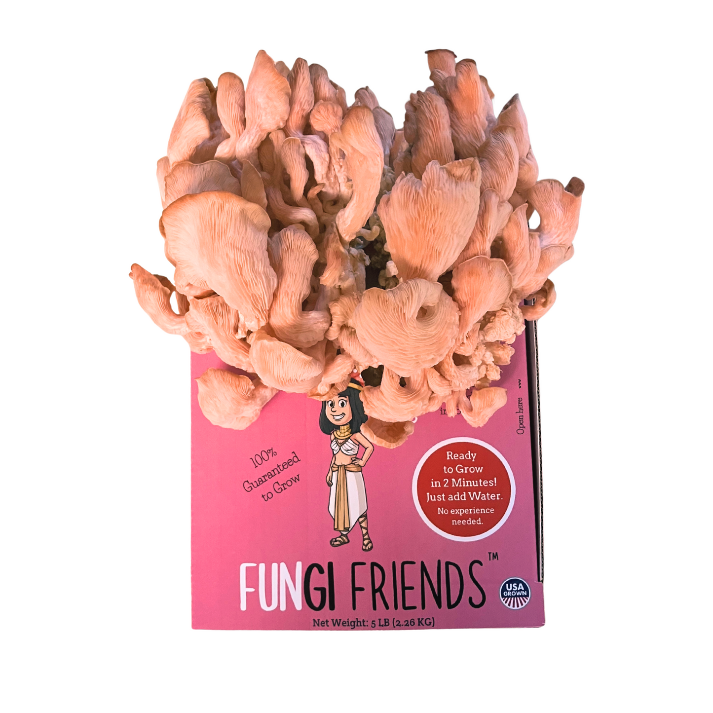 Pink oyster mushrooms growing out of a Cleopashrooma at home mushroom grow kit box from Fungi Friends.