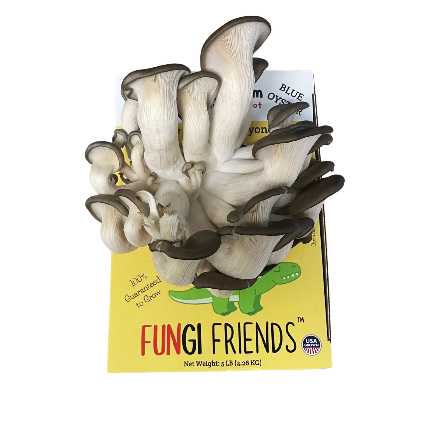 Blue oyster mushrooms growing out of a Mushasaurus at home mushroom grow kit box from Fungi Friends.
