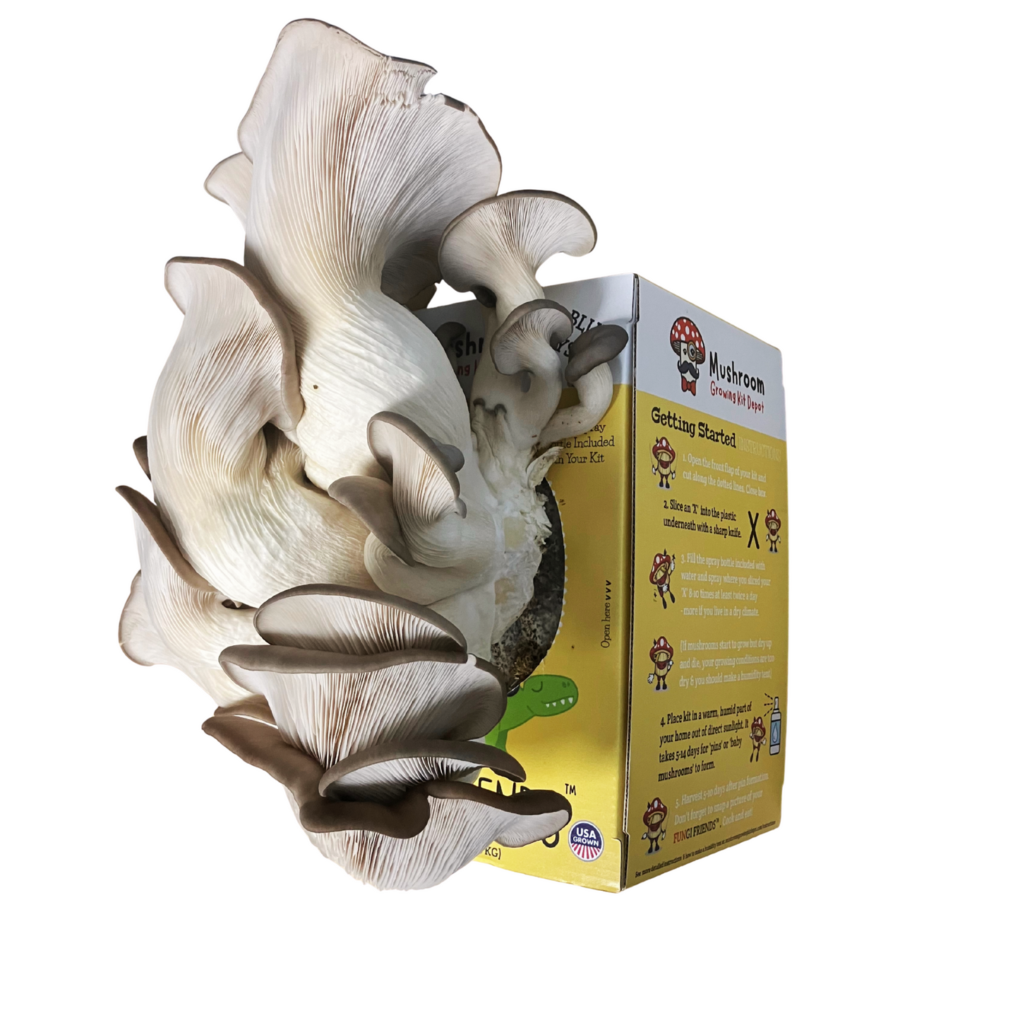 Fresh Blue oyster mushrooms growing out of a Mushasaurus at home mushroom grow kit box from Fungi Friends. They are ready to harvest.