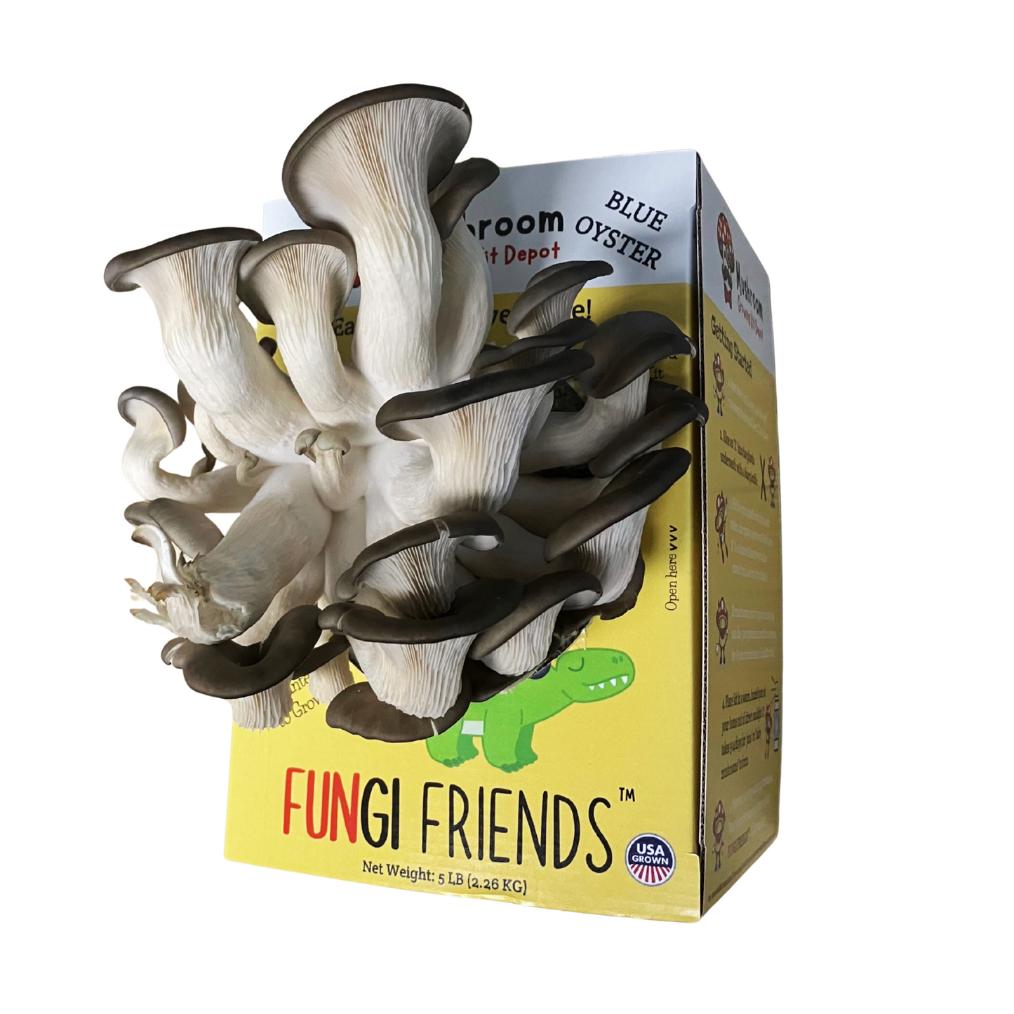Blue oyster mushrooms growing out of a Mushasaurus at home mushroom grow kit box from Fungi Friends (side view)