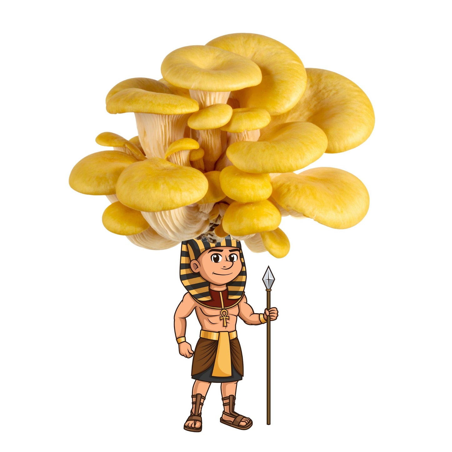 Fungi Pharaoh is a yellow oyster mushroom grow kit from the Fungi Pharaoh series of Fungi Friends. You can grow his crown out!