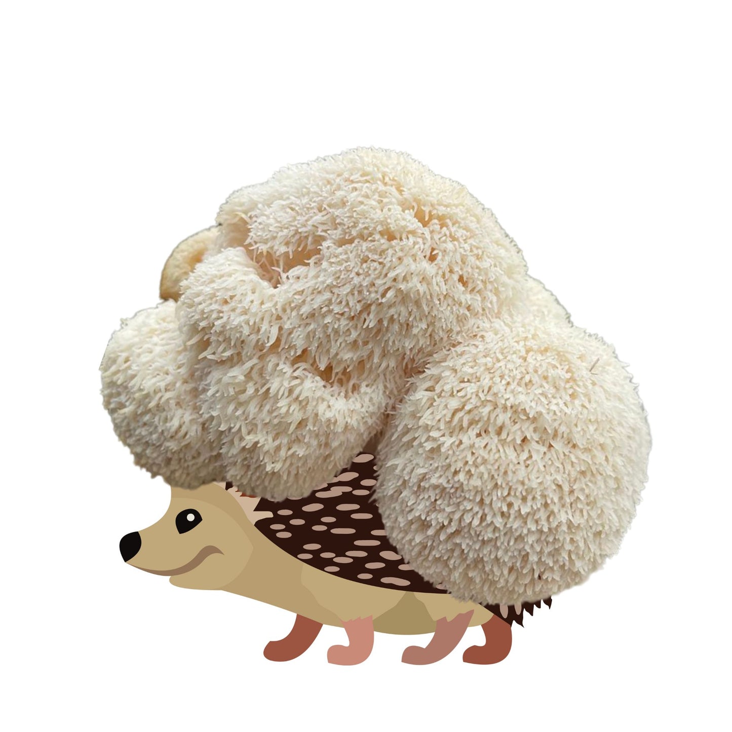 Sporecupine is an at home lion's mane mushroom grow kit from Fungi Friends. You can grow out his hair and cook it after!