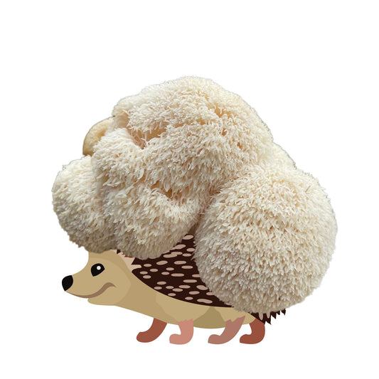 Sporecupine is an at home lion's mane mushroom grow kit from Fungi Friends. You can grow out his hair and cook it after!
