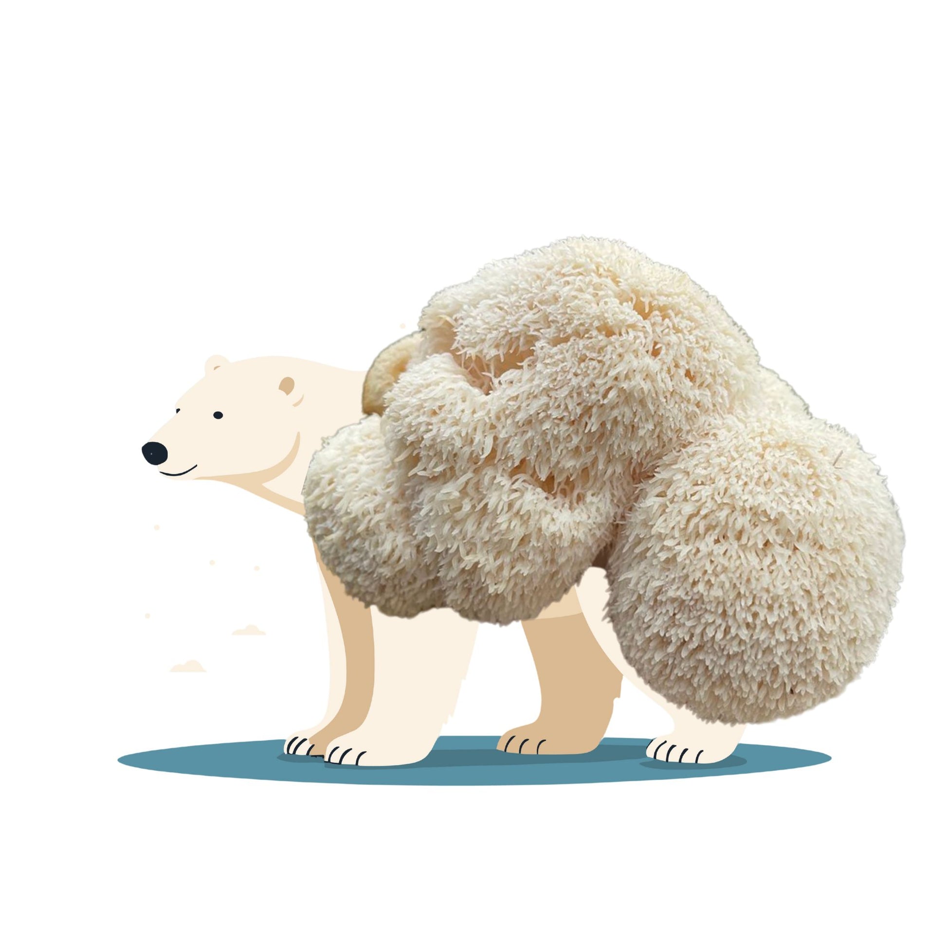 Eskimush Bear is a 6.5 lbs lion's mane mushroom fruiting block for growing mushrooms at home. 