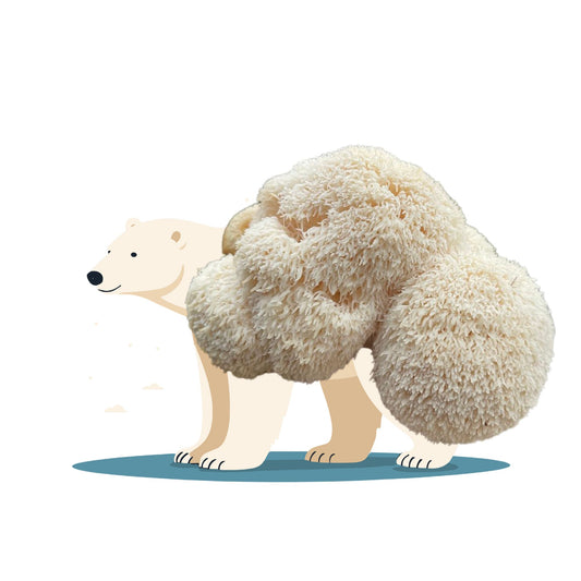 Eskimush Bear is a 6.5 lbs lion's mane mushroom fruiting block for growing mushrooms at home. 