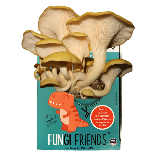 Golden oyster mushrooms growing out of a Fungisaurus Rex at home mushroom grow kit box from Fungi Friends. This is a dinosaur cartoon character with a yellow oyster mushroom crown.