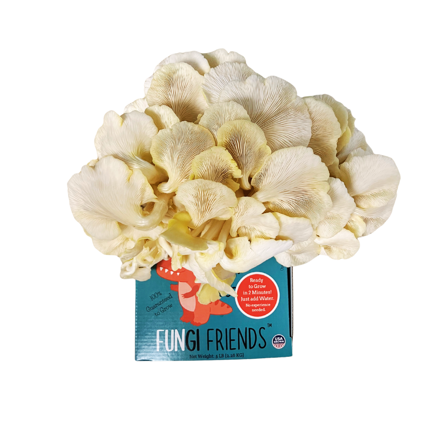 Fungisaurus Rex - Gold Oyster Mushroom Grow Kit - 5 LBS (with box)