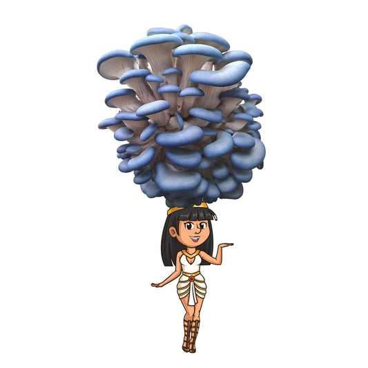 Fungititi is a blue oyster mushroom grow kit from the Fungi Pharaoh series of Fungi Friends. You can grow her crown out!